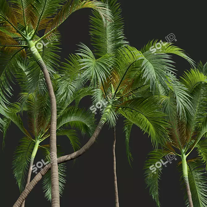 Exquisite Areca Catechu Palm Tree 3D model image 2
