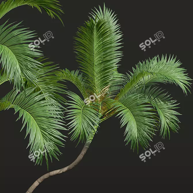 Exquisite Areca Catechu Palm Tree 3D model image 3