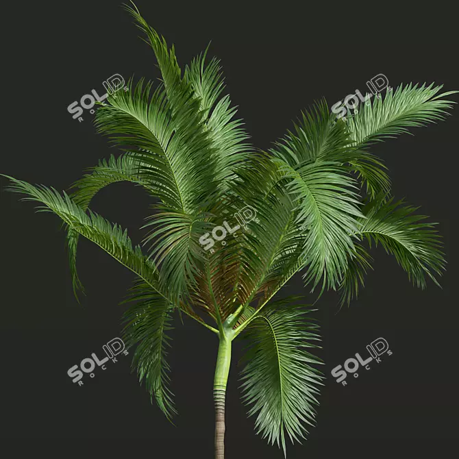 Exquisite Areca Catechu Palm Tree 3D model image 4