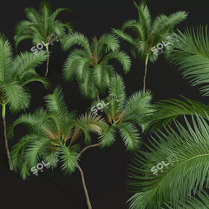 Exquisite Areca Catechu Palm Tree 3D model image 5