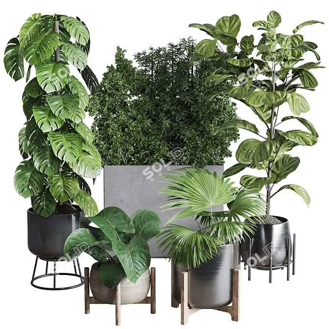 Urban Jungle Collection: Ficus Monstera Palm 3D model image 1