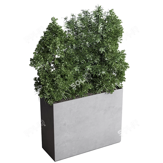 Urban Jungle Collection: Ficus Monstera Palm 3D model image 3