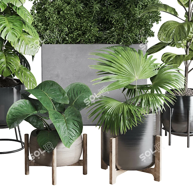 Urban Jungle Collection: Ficus Monstera Palm 3D model image 4