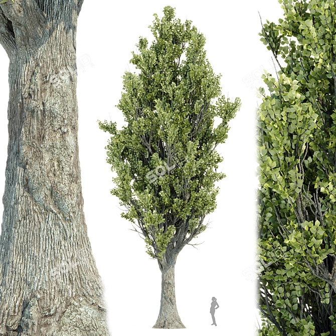 High PBR Poplar Trees Bundle 3D model image 1