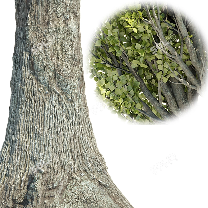 High PBR Poplar Trees Bundle 3D model image 2