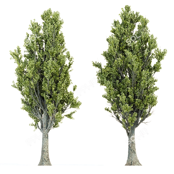 High PBR Poplar Trees Bundle 3D model image 3