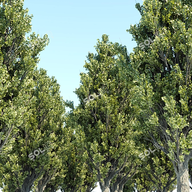 High PBR Poplar Trees Bundle 3D model image 4