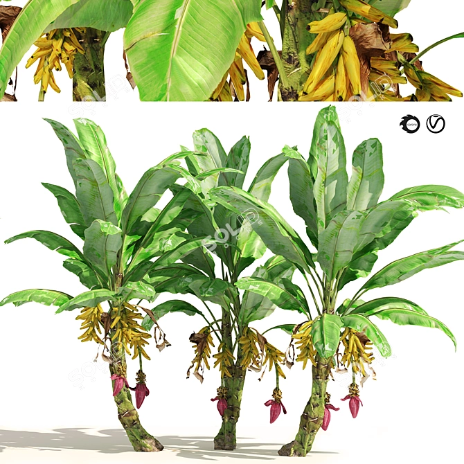 Banana Tree Cluster 3D Model 3D model image 1