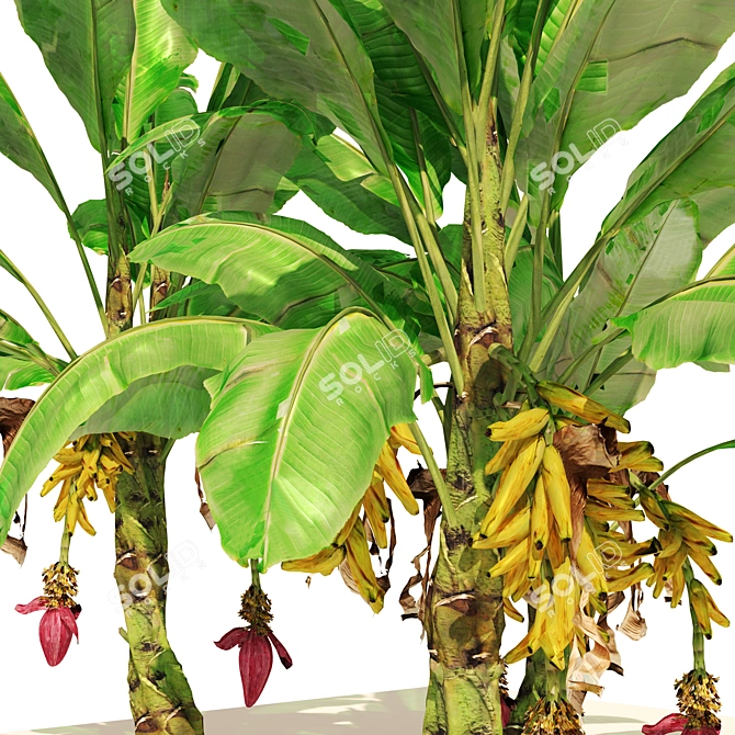 Banana Tree Cluster 3D Model 3D model image 2
