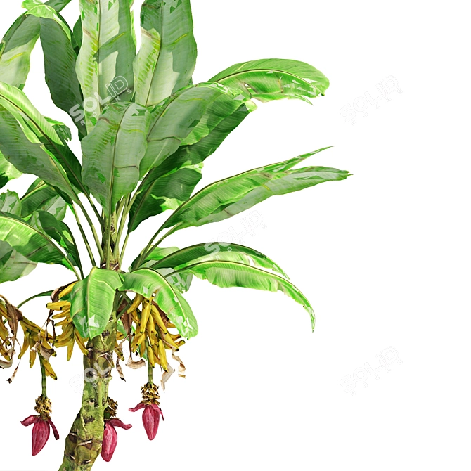 Banana Tree Cluster 3D Model 3D model image 3