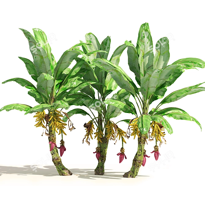 Banana Tree Cluster 3D Model 3D model image 4