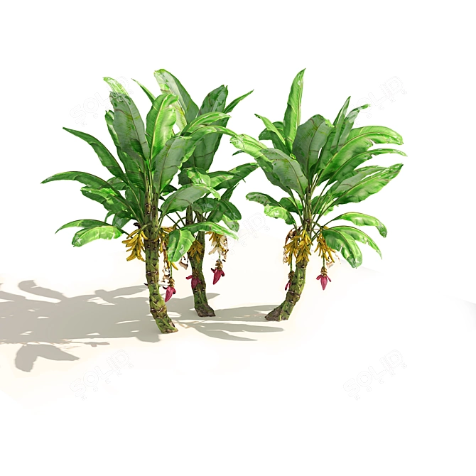 Banana Tree Cluster 3D Model 3D model image 5