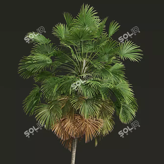 Exotic Borassus Flabellifer 3D Models 3D model image 2