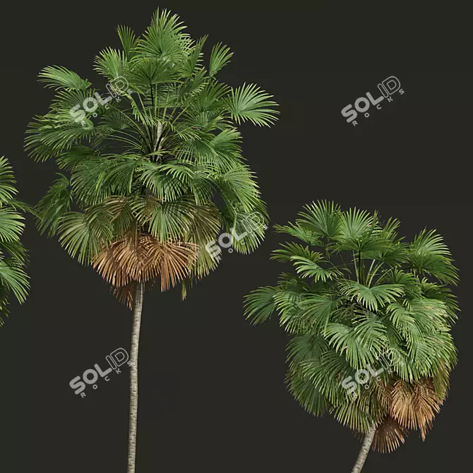 Exotic Borassus Flabellifer 3D Models 3D model image 4