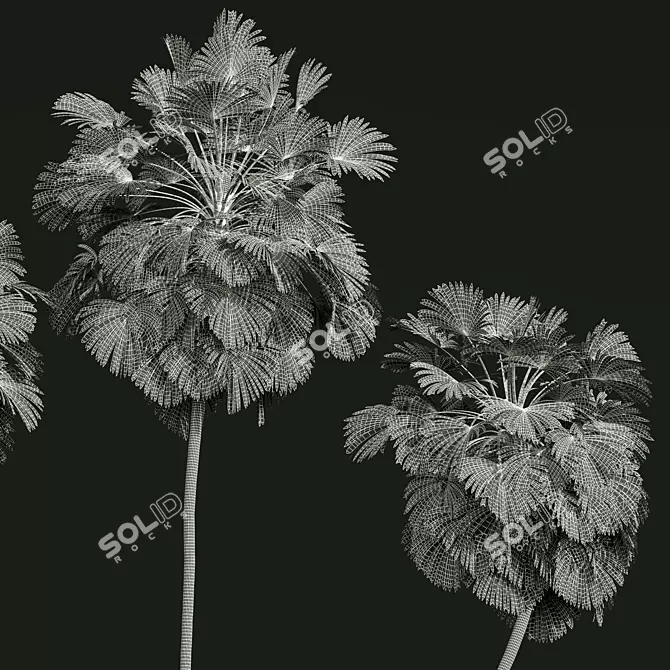 Exotic Borassus Flabellifer 3D Models 3D model image 5