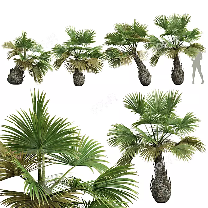 Exotic Borassus Flabellifer Garden Plant 3D model image 1