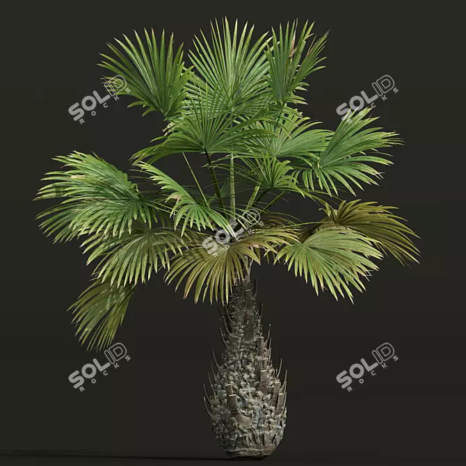 Exotic Borassus Flabellifer Garden Plant 3D model image 2