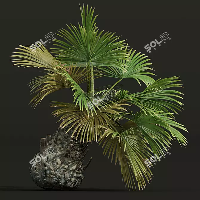 Exotic Borassus Flabellifer Garden Plant 3D model image 3