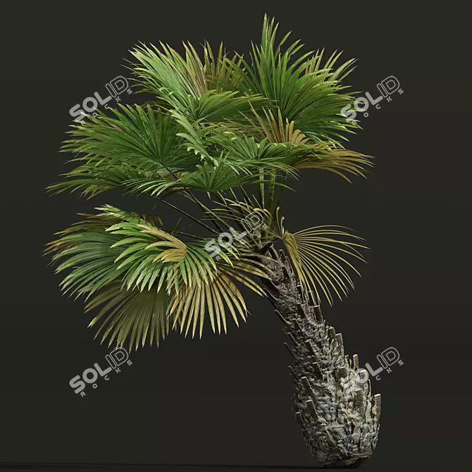 Exotic Borassus Flabellifer Garden Plant 3D model image 4