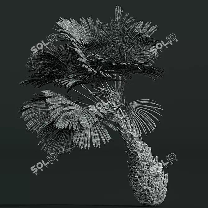 Exotic Borassus Flabellifer Garden Plant 3D model image 5