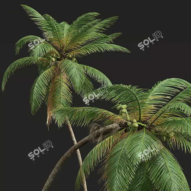 Detailed Cocos Nucifera 3D Models 3D model image 2
