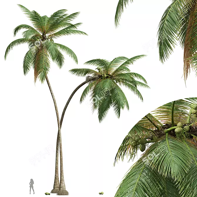 Detailed Cocos Nucifera 3D Models 3D model image 5