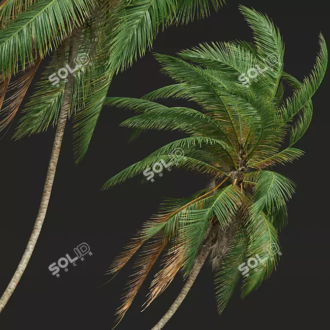 Lush Coconut Tree 3D Model 3D model image 1