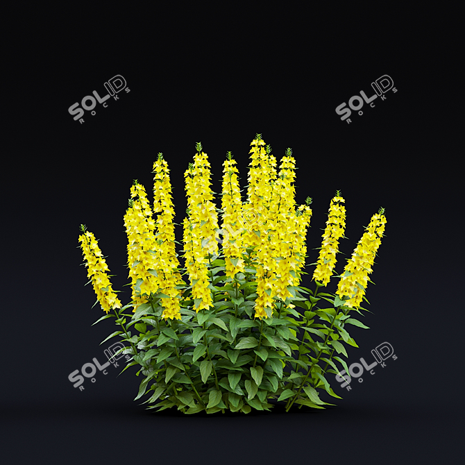 Lysimachia Punctata Floral Models 3D model image 1