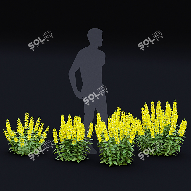 Lysimachia Punctata Floral Models 3D model image 3