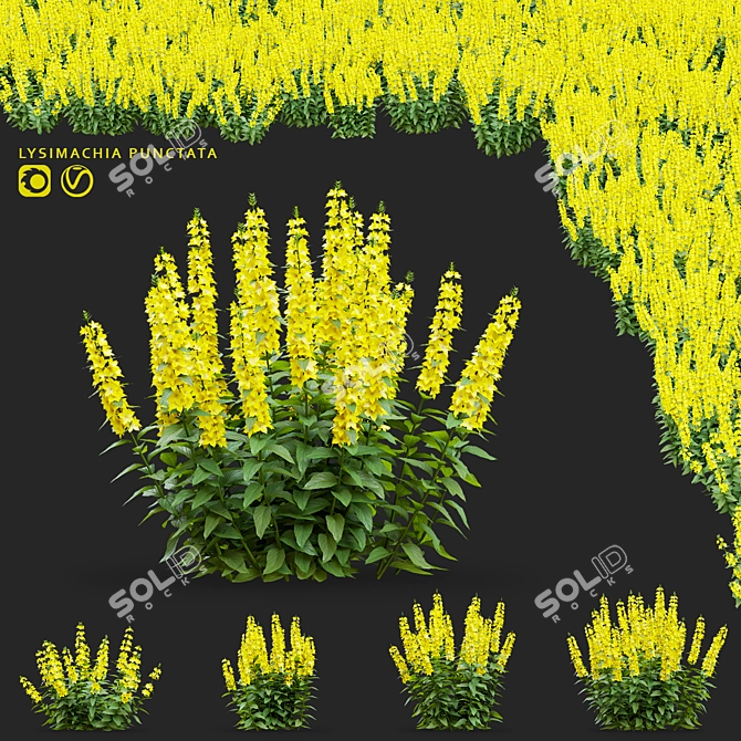 Lysimachia Punctata Floral Models 3D model image 4