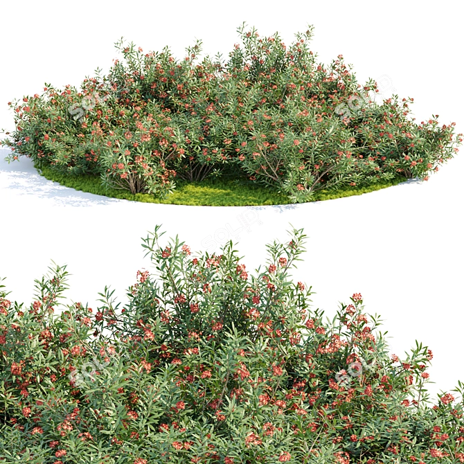 Oleander Grass Garden Model_RENDER_READY 3D model image 1