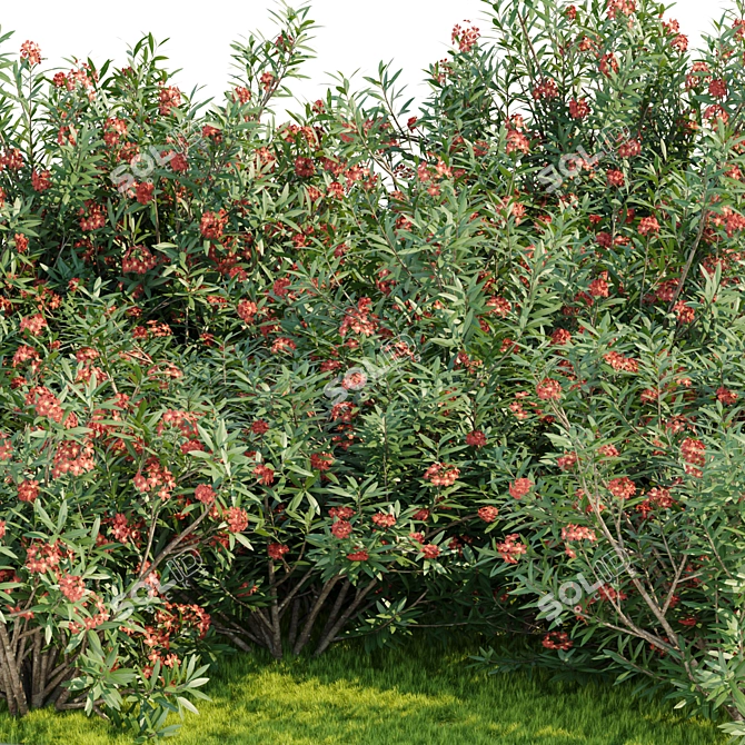 Oleander Grass Garden Model_RENDER_READY 3D model image 2