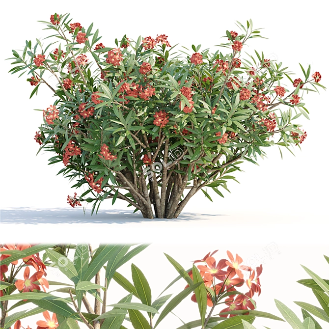 Oleander Grass Garden Model_RENDER_READY 3D model image 4