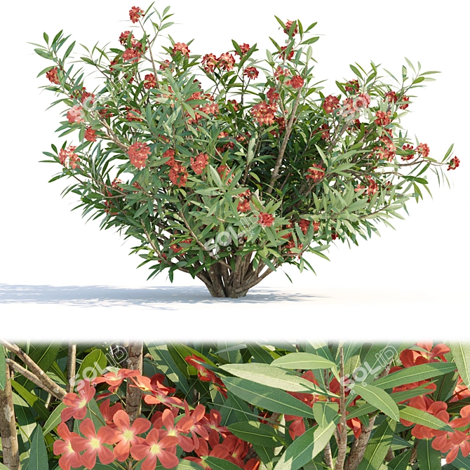 Oleander Grass Garden Model_RENDER_READY 3D model image 5