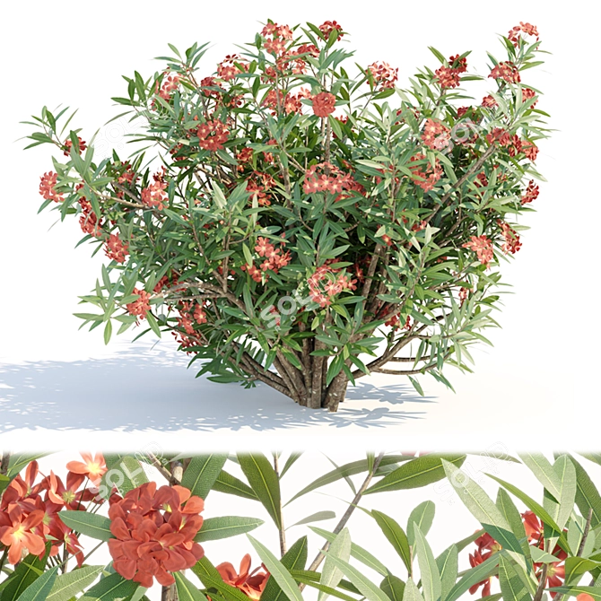 Oleander Grass Garden Model_RENDER_READY 3D model image 6
