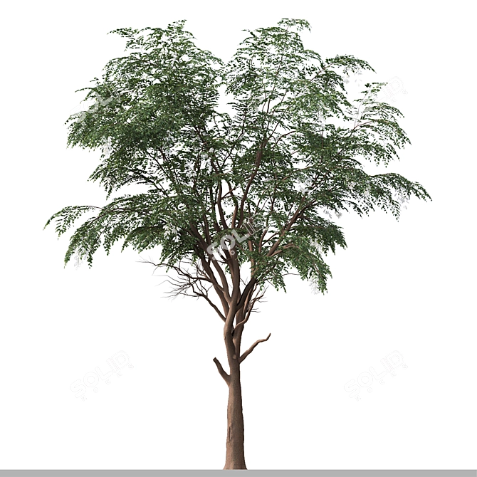 Sophora Japonica Tree Set 3D model image 1