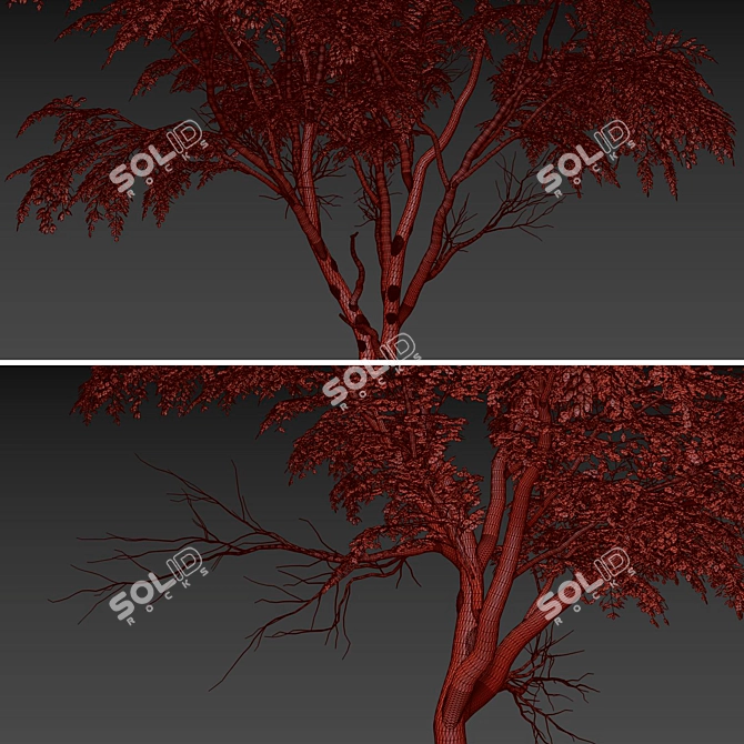 Sophora Japonica Tree Set 3D model image 4