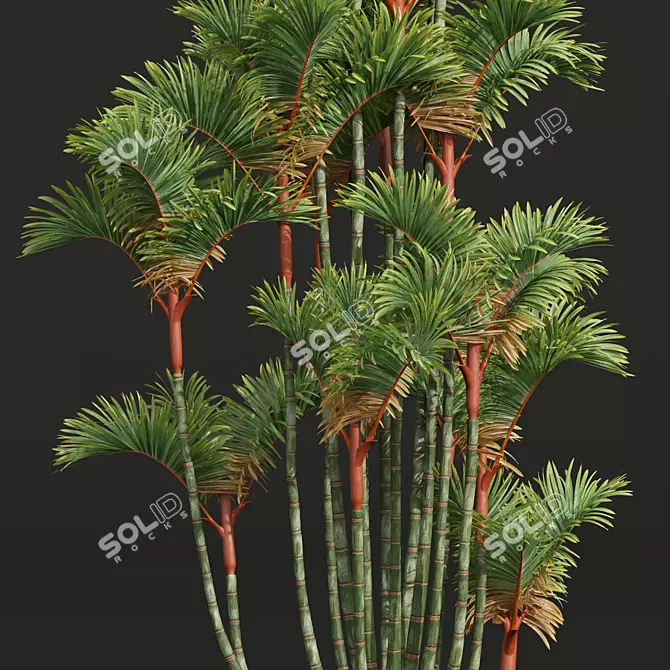 Exquisite Cyrtostachys Renda Palm Model 3D model image 2