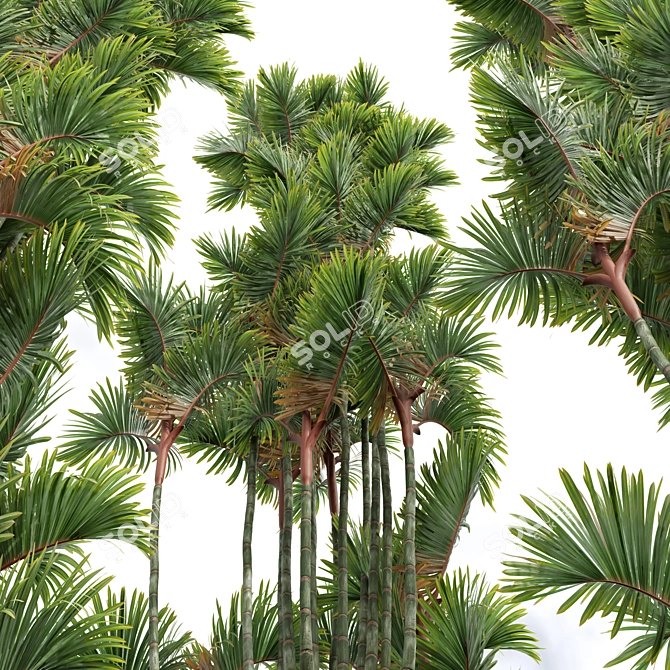 Exquisite Cyrtostachys Renda Palm Model 3D model image 3