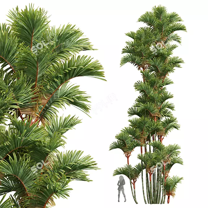 Exquisite Cyrtostachys Renda Palm Model 3D model image 5