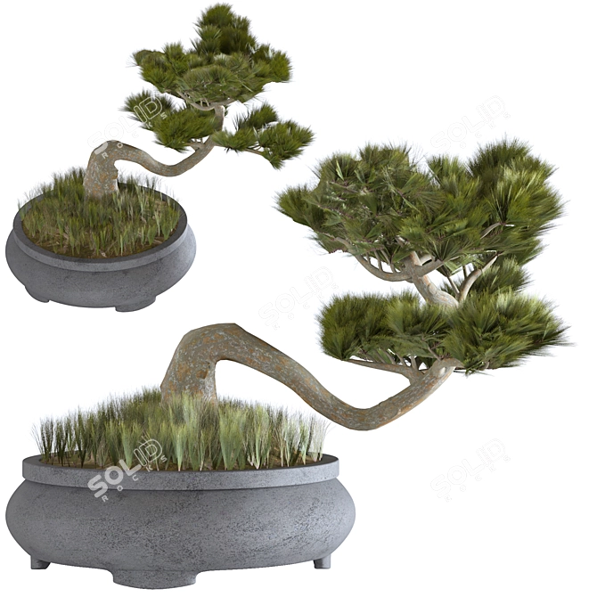 Japanese Indoor Bonsai Tree 3D model image 1