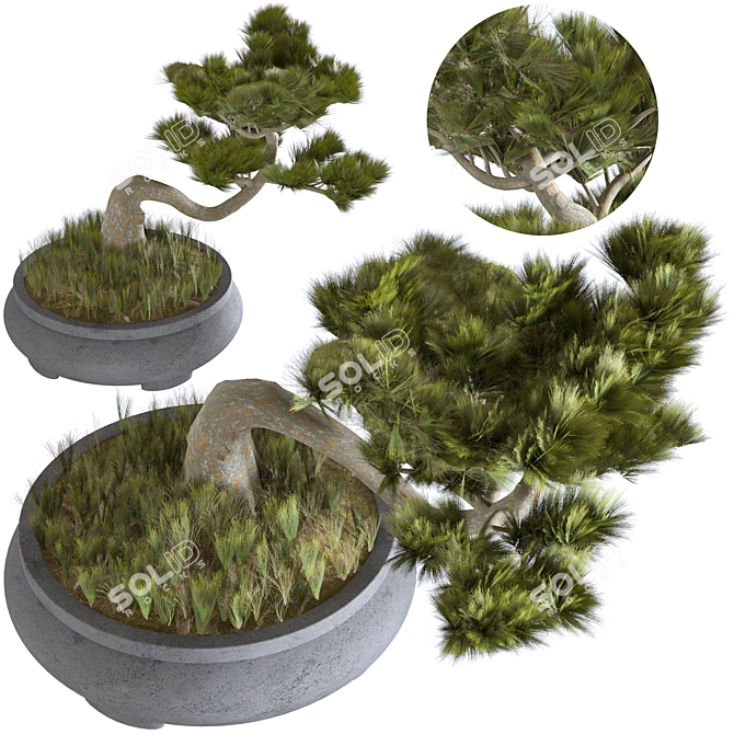 Japanese Indoor Bonsai Tree 3D model image 3