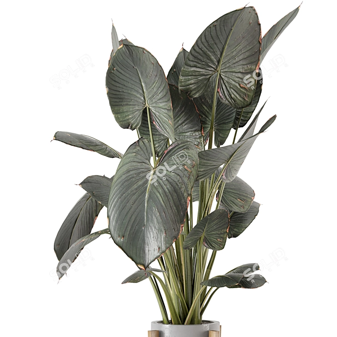 Rustic Indoor Plants Set 890 3D model image 2