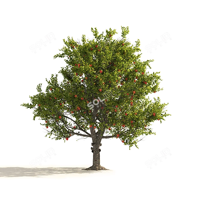 3D Apple Tree Models Set 3D model image 2