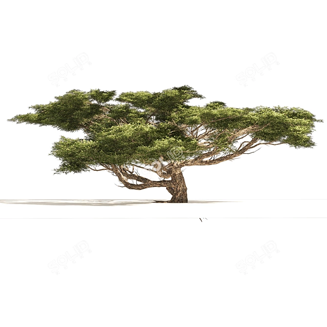 Detailed Acacia Trees 3D Models 3D model image 2