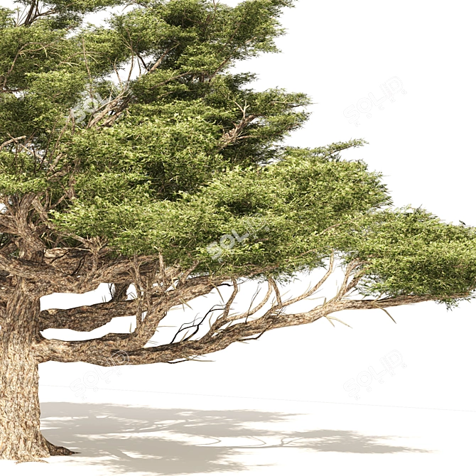 Detailed Acacia Trees 3D Models 3D model image 5