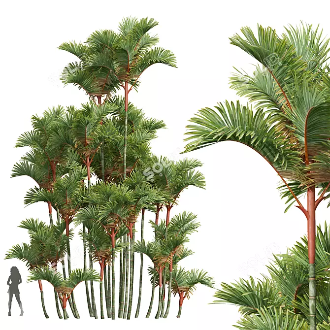 Lipstick Palm 3D Plant Model 3D model image 1