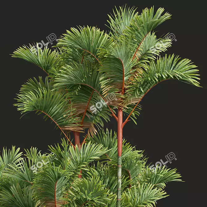 Lipstick Palm 3D Plant Model 3D model image 2