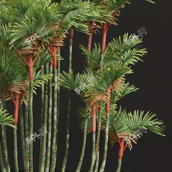 Lipstick Palm 3D Plant Model 3D model image 3