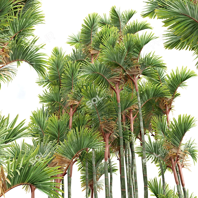 Lipstick Palm 3D Plant Model 3D model image 4